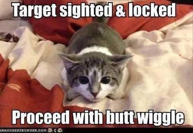 cat-butt-wiggle.jpg